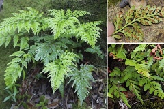 Aspleniacees-Asplenium-adiantum-nigrum-Capillaire-noire-T1