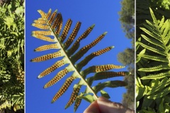 Polypodiacees-Polypodium-cambricum-Polypode-du-Pays-de-Galles-T1