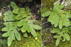 Polypodiacees-Polypodium-vulgare-Polypode-commun-T1