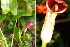 Aracees-Arisarum-vulgare-Capuchon-de-moine-rouge-T1