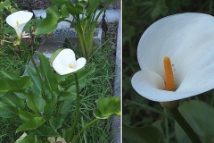 Aracees-Zantedeschia-aethiopica-Richarde-ou-Calla-T1