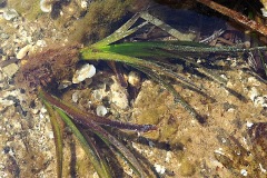 Posidoniacees-Posidonia-oceanica-Posidonie-T1