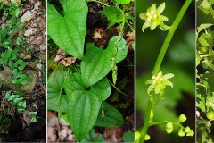 Dioscoreacees-Dioscorea-communis-Tamier-ou-herbe-aux-femmes-battues-T1