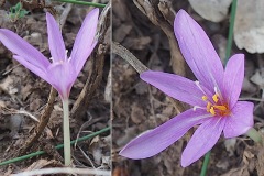 Colchicacees-Colchicum-longifolium-Colchique-de-Naples-T1