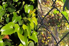 Smilacacees-Smilax-aspera-var.-mauritanica-Salsepareille-sans-epine-T1