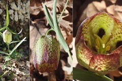 Liliacees-Fritillaria-involucrata-Fritillaire-a-involucre-T1