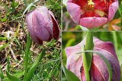 Liliacees-Fritillaria-tubiformis-subsp.-tubiformis-Fritillaire-du-Dauphine-T1