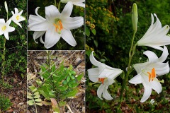 Liliacees-Lilium-candidum-Lis-blanc-T1