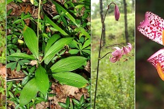 Liliacees-Lilium-martagon-Lis-martagon-var.-tachete-T1