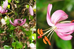 Liliacees-Lilium-martagon-Lis-martagon-var.-rose-uni-T1