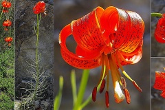 Liliacees-Lilium-pomponium-Lis-turban-T1