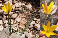 Liliacees-Tulipa-sylvestris-subsp.-australis-Tulipe-australe-T1