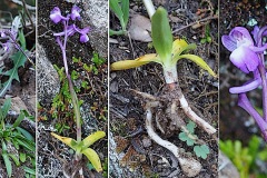 Orchidacees-Anacamptis-champagneuxii-Orchis-de-Champagneux-T1