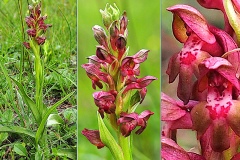 Orchidacees-Anacamptis-coriophora-Orchis-punaise-T1