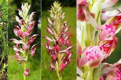 Orchidacees-Anacamptis-fragrans-Orchis-a-odeur-de-vanille-T1