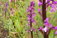 Orchidacees-Anacamptis-morio-subsp.-morio-Orchis-bouffon-T1