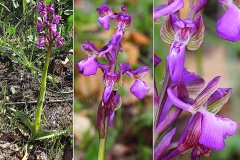 Orchidacees-Anacamptis-morio-subsp.-picta-Orchis-peint-T1