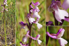 Orchidacees-Anacamptis-morio-subsp.-picta-Orchis-peint-forme-claire-T1