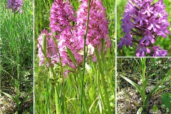 Orchidacees-Anacamptis-pyramidalis-Orchis-pyramidal-T1