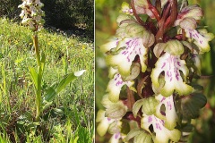 Orchidacees-Barlia-robertiana-Barlie-de-Robert-var.-blanche-T1