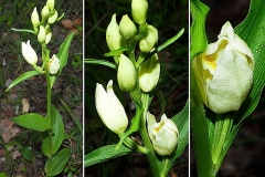 Orchidacees-Cephalanthera-damasonium-Cephalanthere-de-Damas-T1