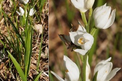 Orchidacees-Cephalanthera-longifolia-Cephalanthere-a-feuilles-en-epee-T1