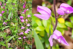 Orchidacees-Cephalanthera-rubra-Cephalanthere-rouge-T1