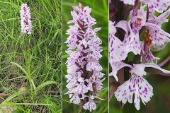 0063-Orchidacees-Dactylorhiza-fuchsii-Dactylorhize-de-Fuchs-var.-blanche-T1