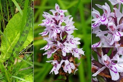 Orchidacees-Dactylorhiza-fuchsii-hypochrome-Dactylorhize-de-Fuchs-var.-hypochrome-T1