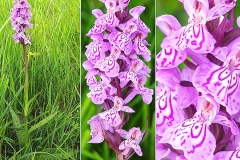 Orchidacees-Dactylorhiza-maculata-Dactylorhize-tachete-T1