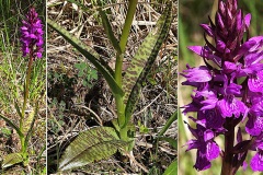 Orchidacees-Dactylorhiza-majalis-Orchis-de-mai-hyperchrome-T1