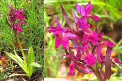 Orchidacees-Dactylorhiza-sambucina-Orchis-sureau-var.-rouge-T1