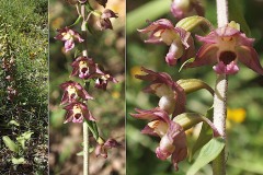 Orchidacees-Epipactis-helleborine-subsp.-helleborine-Epipactis-a-larges-feuilles-var.-rouge-T1