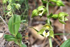 Orchidacees-Epipactis-helleborine-subsp.-helleborine-Epipactis-a-larges-feuilles-var.-verte-T1