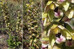 Orchidacees-Epipactis-helleborine-subsp.-tremoisii-Epipactis-de-Tremois-T1