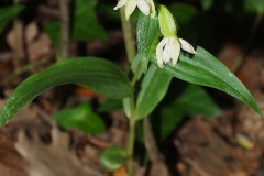 Orchidacees-Epipactis-muelleri-Epipactis-de-Muller-T1