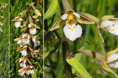 Orchidacees-Epipactis-palustris-Epipactis-des-marais-T1