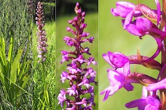 Orchidacees-Gymnadenia-densiflora-Gymnadene-a-epi-dense-T1