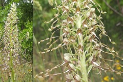 Orchidacees-Himantoglossum-hircinum-Orchis-bouc-T1