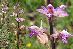 Orchidacees-Limodorum-avortivum-Limodore-a-feuilles-avortees-T1