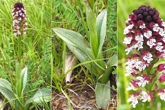 Orchidacees-Neotinea-ustulata-Orchis-brule-T1