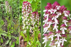 Orchidacees-Neotinea-ustulata-lusus-Orchis-brule-deforme-T1