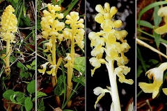 Orchidacees-Neottia-nidus-avis-Neottie-nid-doiseau-T1