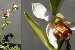 Orchidacees-Ophrys-apifera-var.-apifera-Ophrys-abeille-var.-blanche-T1