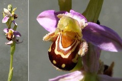 Orchidacees-Ophrys-apifera-var.-apifera-Ophrys-abeille-var.-mauve-T1