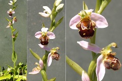 Orchidacees-Ophrys-apifera-var.-apifera-Ophrys-abeille-var.-rose-T1