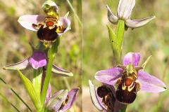 Orchidacees-Ophrys-apifera-var.-aurita-Ophrys-abeille-a-longs-petales-T1