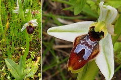 Orchidacees-Ophrys-arachnitiformis-Ophrys-brillant-T1