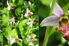 Orchidacees-Ophrys-corbariensis-Ophrys-des-Corbieres-T1