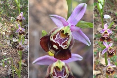 Orchidacees-Ophrys-montis-aviarii-Ophrys-du-Mont-des-Oiseaux